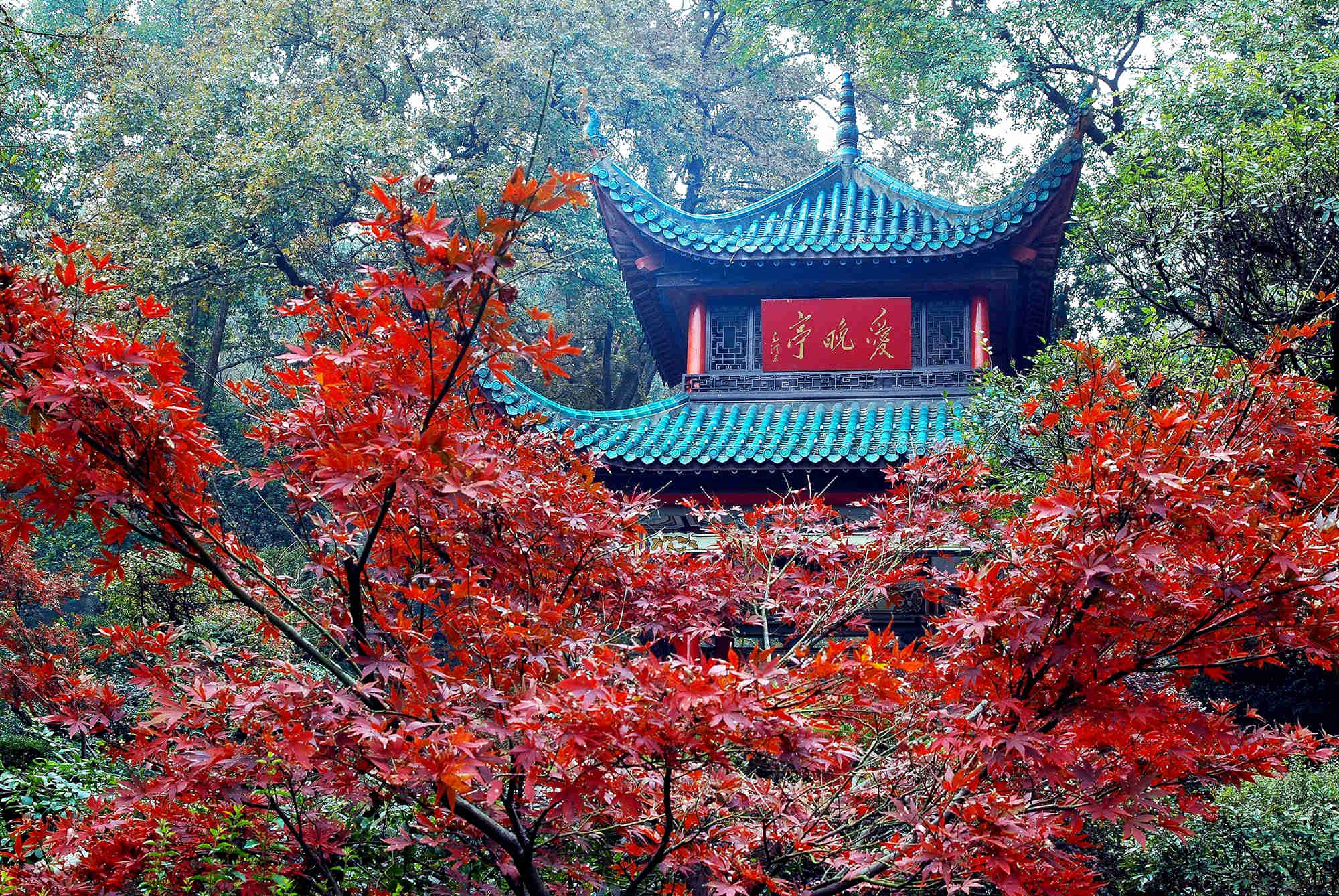 岳麓山-麓山秋色-湖南大学干部培训